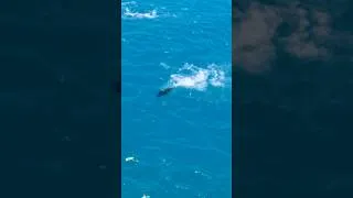 Thumbnail: Throwing lure into a feeding frenzy...