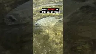 Thumbnail: That Was A FUN FIGHT‼️#fishing #fish #saltwaterfishing #outdoors #youtubeshorts