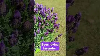 Thumbnail: The bees are loving the lavender on a sunny day in California. #garden #flower #pollinators