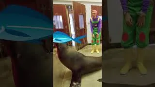 Thumbnail: Treat Time For The Sea Lion | Kidbli