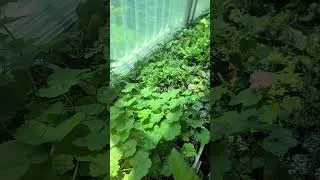 Thumbnail: 베란다 텃밭 키우기. 제라늄 분갈이. balcony Gardening.