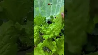 Thumbnail: 베란다 텃밭. 베란다에서 상추 키우기. #balconygarden #garden #gardening #shorts