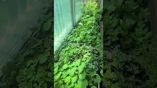 Thumbnail: 7월 베란다 텃밭. 제라늄 키우기. 베란다 텃밭 키우기. #gardening #garden #balconygarden #pelargonium