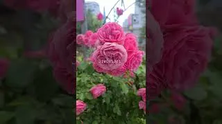 Thumbnail: 텃밭 키우기. #gardening #garden #flowergarden