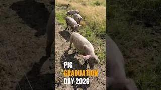 Thumbnail: Pig Graduation Day 2026 #regenerativefarming #farmtotable #homestead