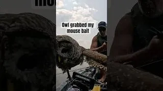 Thumbnail: This Owl Thought My Lure Was Real!