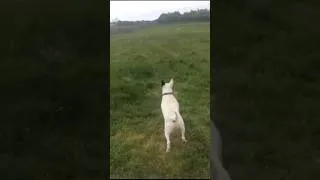 Thumbnail: English Bull Terrier Chasing Train