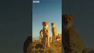 Thumbnail: Cheetah Cubs Hunt Warthog Babies #serengeti #pumbaa