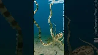 Thumbnail: 🐙 The Ocean's Ultimate Shapeshifter 🐙 #mimicoctopus