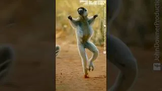 Thumbnail: Dancing Lemurs! #sifaka #lemurs