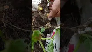 Thumbnail: Plant potatoes in bags of soil for many tubers #shorts