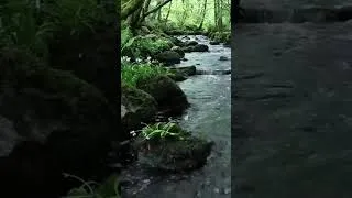 Thumbnail: #naturesounds for #sleeping - Full 8Hour video  @johnnielawson  #relaxing #birdsong #waterfallsounds