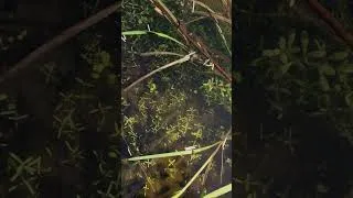 Thumbnail: Natures marvel of life, my pond teams with hundreds of tadpoles - Nature in a Permaculture Garden 4