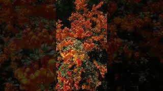 Thumbnail: Beautiful orange flowers in a spring garden shine like the sun - Nature in a Permaculture Garden 3