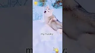 Thumbnail: #dog #funny #funnydogs #pets
