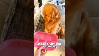 Thumbnail: #dog #funny #funnydogs #pets