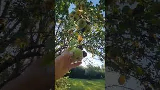 Thumbnail: Neighbor's bear came back for the pears