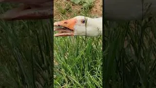 Thumbnail: Meet the Goose Squad: Hilarious Honks at Jolly Pond Farm!