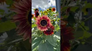 Thumbnail: Sunflower. Subscribe!🌻 #shorts #flowers