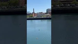 Thumbnail: Boston. #shorts #subscribe #boston #massachusetts
