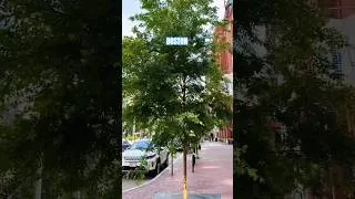 Thumbnail: Beautiful City of Boston. Like and subscribe! #shorts #boston #walking