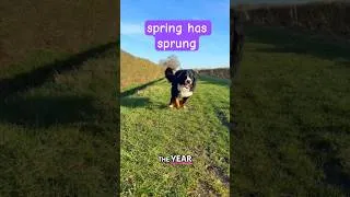 Thumbnail: Finally seeing the sun again (and my panels and doggies are happy) #solarpower #renewable