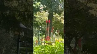 Thumbnail: Love seeing native plants providing for life in suburbia 💚🌻🙏🌿 #native