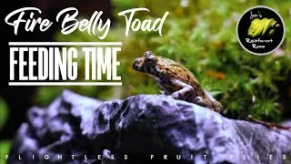 Thumbnail: Feeding My Baby Fire Belly Toads Flightless Fruit Flies