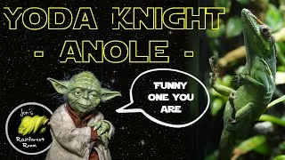 Thumbnail: My Cuban Knight Anole Thinks She's Yoda From Star Wars #Shorts