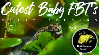 Thumbnail: Cute Baby Fire Belly Toads Feeding #Shorts