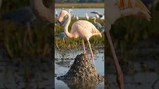 Thumbnail: How a Flamingo Builds a Mud Volcano Nest 🦩🌋 #birds #wildlife #flamingo