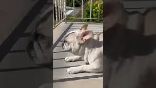Thumbnail: Super Excited French Bulldogs Reaction to Dad Coming Home #frenchbulldog #reaction