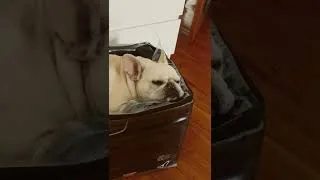 Thumbnail: Just chilinnn #frenchbulldog #nikki #dog