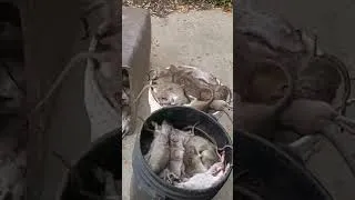 Thumbnail: Did we beat our ratting record? Give us your guess on how many rats we caught!