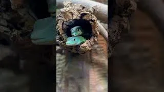 Thumbnail: Two Love Bugs 🦎🦎 #shorts #reptiles #lizard