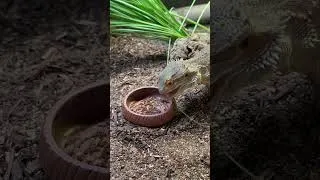 Thumbnail: Dinner Bell! Black Soldier Fly Larva Cuisine  #shorts #reptiles #lizard