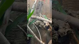 Thumbnail: A Quick Bite To Eat #shorts #reptiles #lizard #animals