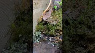 Thumbnail: GULP! Dinner Bell #shorts #reptiles #frog #animals