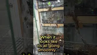 Thumbnail: Breeding Indian Ornamental Tarantulas