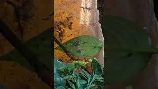 Thumbnail: Watch these tiny Tiger Leg Tree Frog tadpoles hatch right before your eyes!
