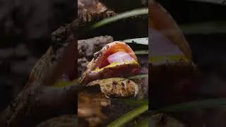 Thumbnail: Life of a Pacman Frog