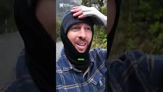 Thumbnail: New Zealand: Sandfly Sabotage!?