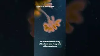 Thumbnail: Our Skin Is Covered In Microbes