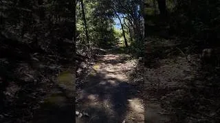Thumbnail: #peaceful #morningwalk #forest #life #journey #music #shorts #shortvideo #motivation #inspiration