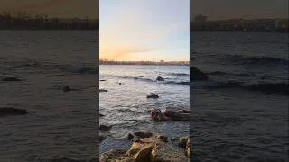 Thumbnail: #beach #ocean #missyou #life #lovesong #journey #music #waves #shorts #shortvideo #viral #sunset