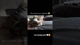 Thumbnail: 🥺🤍 #sweetboy #cats #boycat