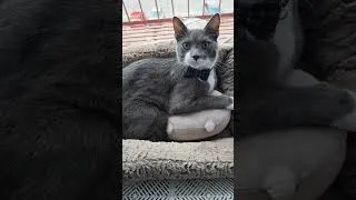 Thumbnail: 🥰🥰🥰 Charlie #cat #cutecat #meow