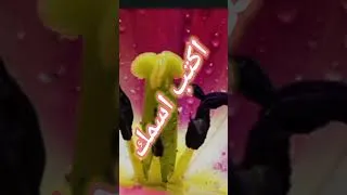 Thumbnail: بكتب اسمك