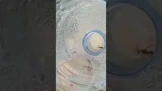 Thumbnail: Perangkap Lalat buah , mantap dan murah , hasil luar biasa @petani @novipetanihappy #viral #fyp