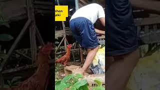 Thumbnail: Pemberian pakan untuk indukan dan anak ayqm kampung #viral #peternakanayam #ayam #virqlshorts